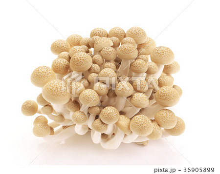 きのこ-ブナシメジ（橅占地） 36905899