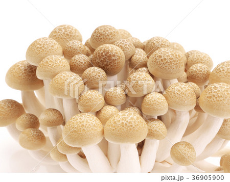 きのこ-ブナシメジ（橅占地） 36905900