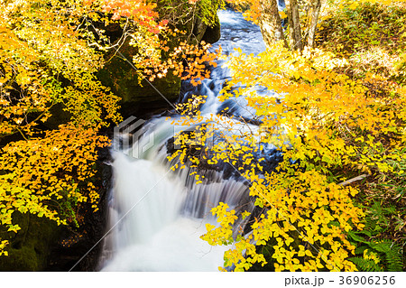 Authumn waterfall with colorful maple leaf 36906256