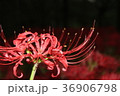 曼珠沙華 36906798