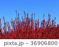 コキア 36906800