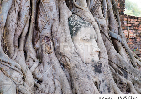 タイ アユタヤ Wat Mahathatの仏頭 36907127