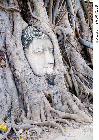 タイ アユタヤ Wat Mahathatの仏頭 36907129