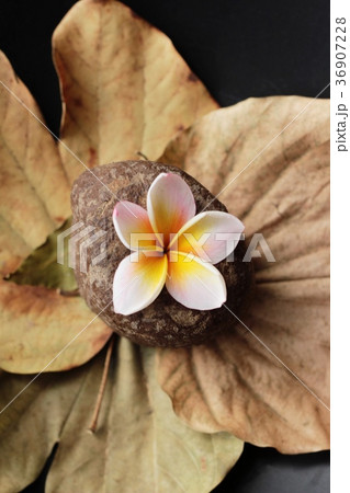 Plumeria flower with beautiful on the rock. 36907228