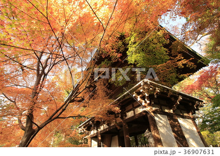 東漸寺の秋 (千葉県松戸市とうぜんじ) 東漸寺の秋 (千葉県松戸市とうぜんじ) 36907631