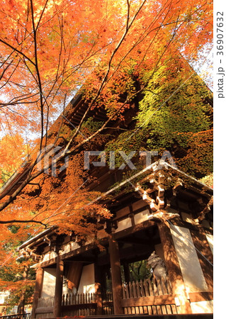 東漸寺の秋　（千葉県松戸市とうぜんじ） 36907632