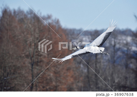 空飛ぶタンチョウ(北海道・鶴居) 空飛ぶタンチョウ(北海道・鶴居) 36907638