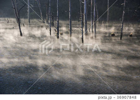 朝もやが流れる自然湖 36907848
