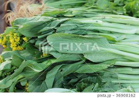 chiness cabbage in the market. 36908162