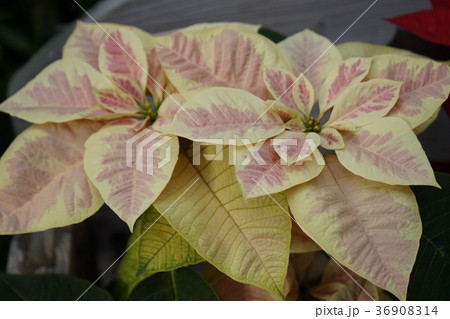 ポインセチア 黄色赤色 ポインセチア 黄色赤色 36908314