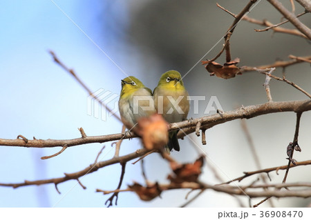 メジロのカップル（柿の木で） 36908470