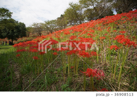 山香町 風の郷 山香町 風の郷 36908513