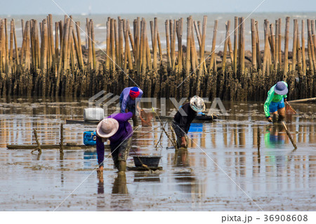 thai fishery villager in samuthsakorn thailand 36908608