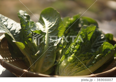 ロメインレタス 36908807