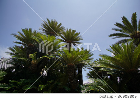 日本一の大蘇鉄 36908809