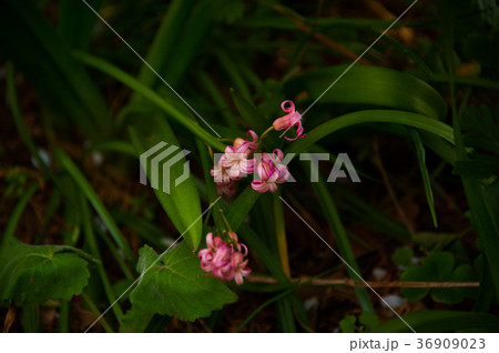 ひやしんす ひやしんす 36909023