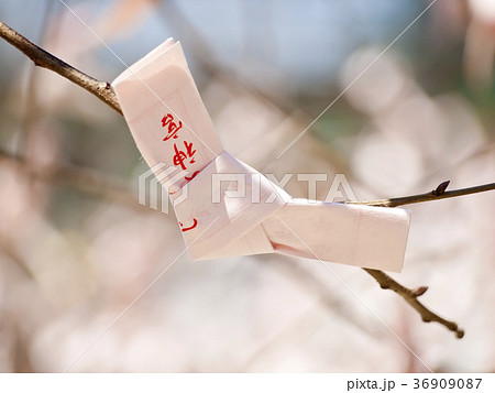 平安神宮のおみくじ 平安神宮のおみくじ 36909087