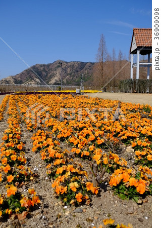 タオル美術館のお花２ 36909098