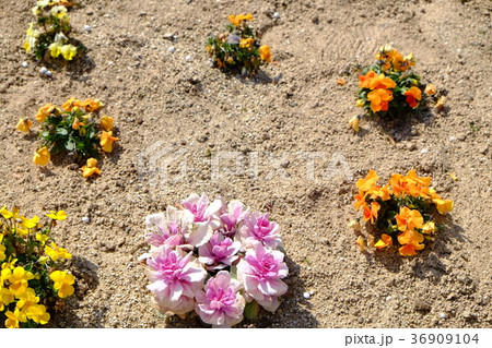 タオル美術館のお花５ 36909104