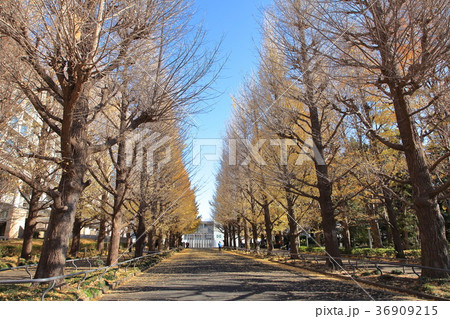 慶応義塾大学日吉キャンパス 36909215