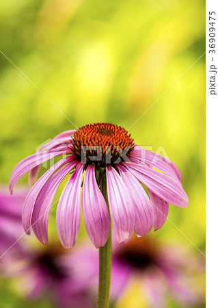cone flower, Echinacea purpurea 36909475