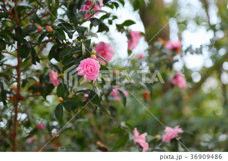 サザンカの花 サザンカの花 36909486