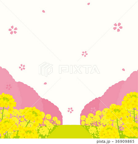 菜の花と桜並木　背景イラスト 36909865