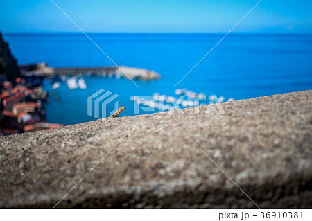 Lizard on the background of the sea 36910381