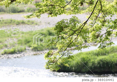 多摩川 多摩川 36910441