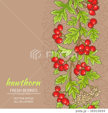 hawthorn vector background 36910694