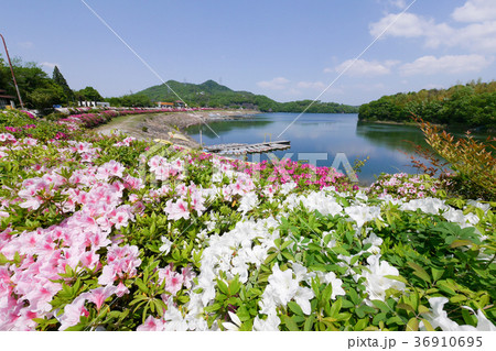 春の入鹿池とツツジ 36910695