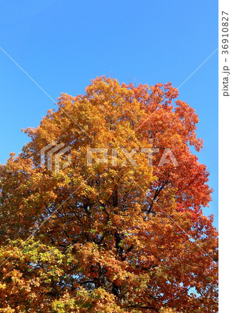 紅葉 36910827