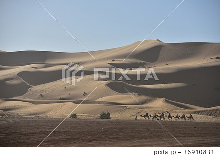 モロッコ　ラクダツアーのキャラバン 36910831