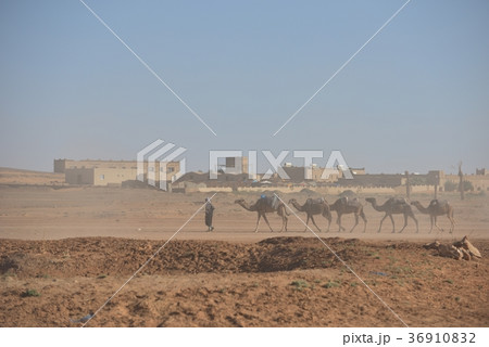 モロッコ サハラ 家路を急ぐラクダ使いとラクダの群れ モロッコ サハラ 家路を急ぐラクダ使いとラクダの群れ 36910832