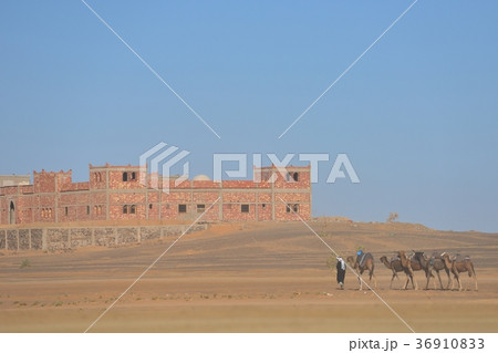 モロッコ サハラ 家路を急ぐラクダ使いとラクダの群れ モロッコ サハラ 家路を急ぐラクダ使いとラクダの群れ 36910833