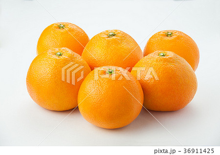 伊予柑 伊予柑 36911425