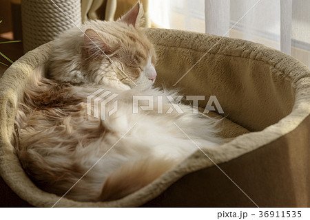 猫ベッドに寝る猫 36911535