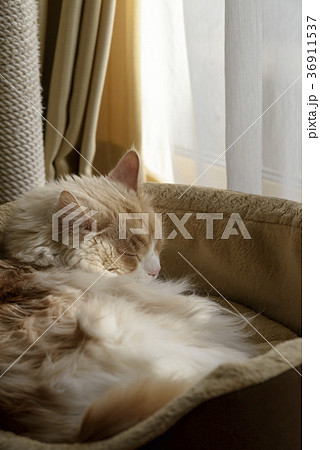 猫ベッドに寝る猫 36911537