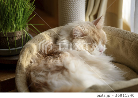 猫ベッドに寝る猫 36911540