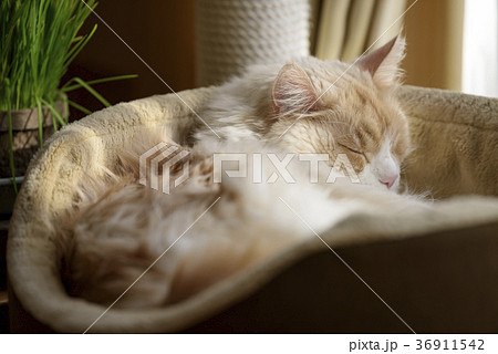猫ベッドに寝る猫 36911542