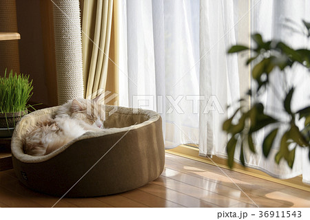 猫ベッドに寝る猫 猫ベッドに寝る猫 36911543