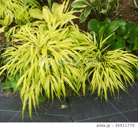 フウチソウ-オーレア 園芸 カラーリーフ フウチソウ-オーレア 園芸 カラーリーフ 36911770