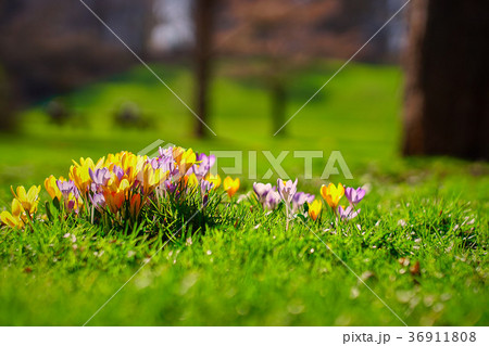 Crocusses in the english garden 36911808
