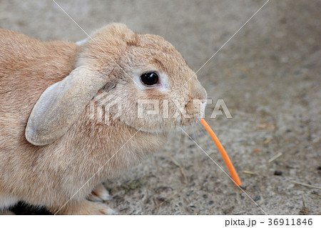 エサを食べるロップイヤー たれ耳ウサギ ペットの写真素材