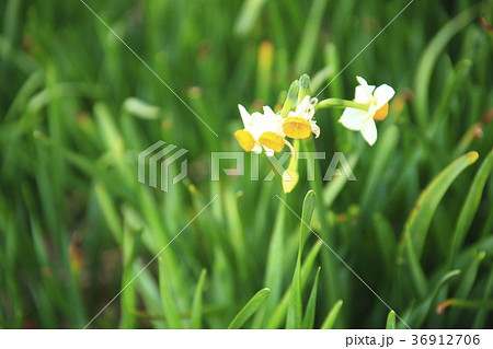 越前水仙 越前水仙 36912706