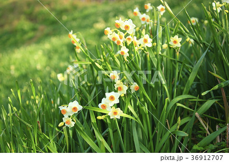 越前水仙 36912707