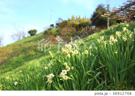 越前水仙 36912708