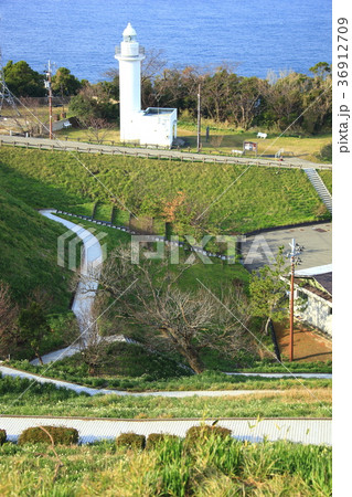 越前水仙 36912709