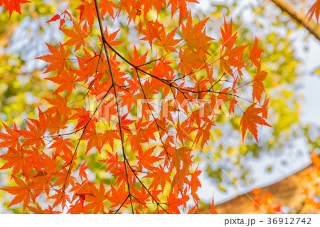 秋空と紅葉 秋空と紅葉 36912742