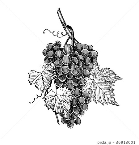 Grapes Monochrome Sketch Hand Drawn Grape Bunches Stock Illustration